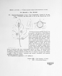 Septoria chrysanthemi image